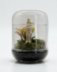 TERRARIUM - J'ai vu la Vierge