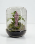 TERRARIUM - J'ai vu la Vierge